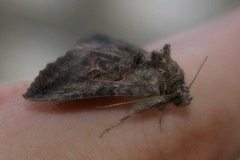 Ctenoplusia albostriata