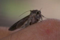 Ctenoplusia albostriata