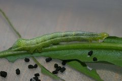 Ctenoplusia albostriata