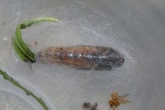 Ctenoplusia albostriata