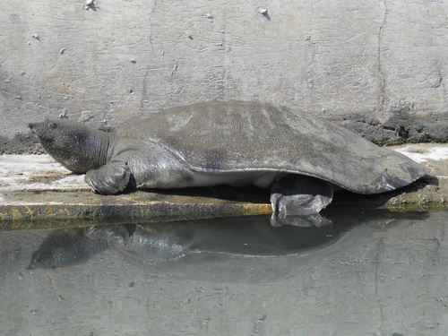 African Softshell Turtle