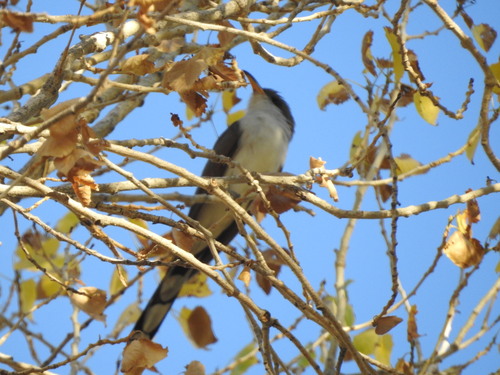 Cuclillo piquigualdo (Coccyzus americanus)