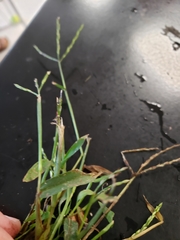 Angiospermae