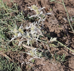 Ambrosia grayi