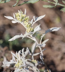 Ambrosia grayi
