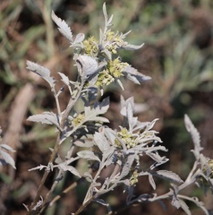 Ambrosia grayi