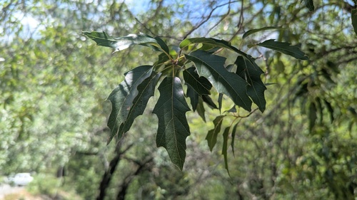 Mexican red oak (Quercus canbyi)