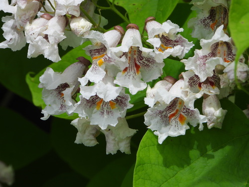 Catalpa speciosa