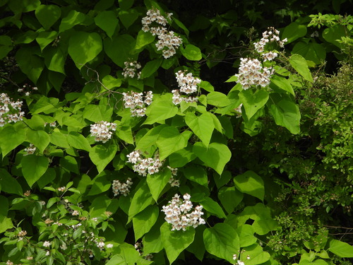 Catalpa speciosa