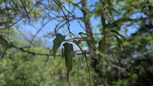 Quercus canbyi, photograph 1