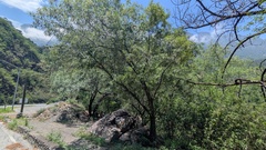 Quercus canbyi, photograph (c) Rogelio Reyna-Hernández, some rights reserved (CC BY-SA)