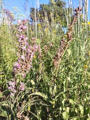 Thyrsanthemum floribundum