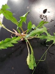 Taraxacum officinale
