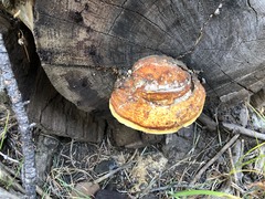 Fomitopsis schrenkii