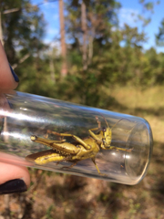 Schistocerca alutacea
