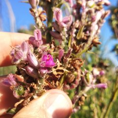 Thyrsanthemum floribundum