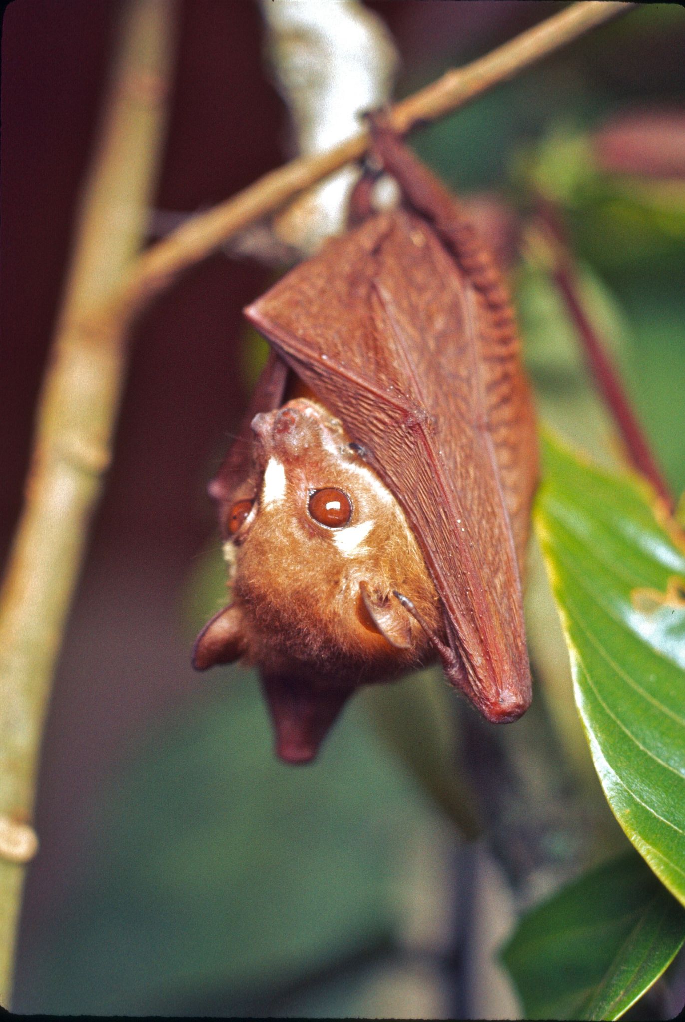 Bergmans's Fruit Bat photo 7