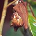 Bergmans' Fruit Bat - Photo (c) Jack Bradbury, some rights reserved (CC BY-NC), uploaded by Jack Bradbury