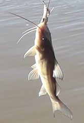 Pimelodus albicans