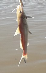 Pimelodus albicans