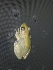 Scinax fuscomarginatus