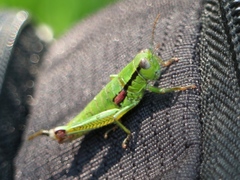 Odontopodisma decipiens