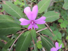 Impatiens kinabaluensis