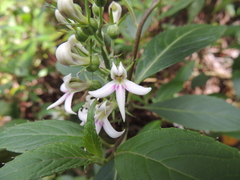 Lobelia borneensis