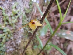 Bulbophyllum catenarium