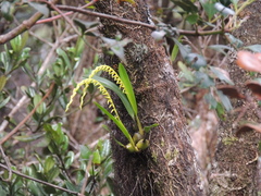 Dendrochilum