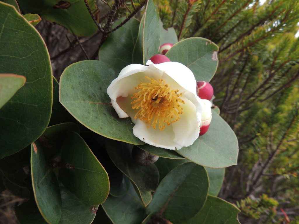 Schima brevifolia
