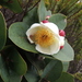 Schima brevifolia - Photo 由 Alex Harman 所上傳的 (c) Alex Harman，保留部份權利CC BY-NC