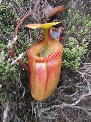 Nepenthes villosa