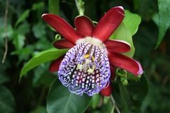 Passiflora alata