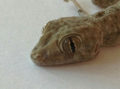 Ptyodactylus guttatus