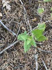 Senecio triangularis