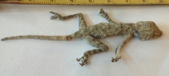 Ptyodactylus guttatus