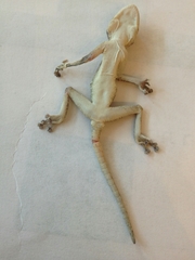 Ptyodactylus guttatus