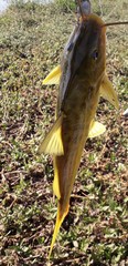 Pimelodus maculatus