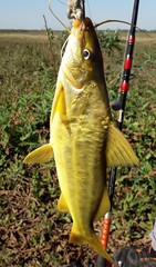 Pimelodus maculatus