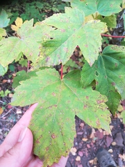 Acer pseudoplatanus