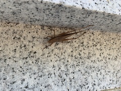 Neoconocephalus triops