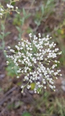 Micrantha
