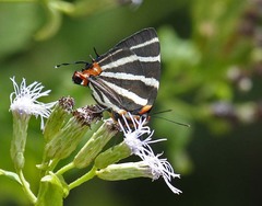 Panthiades bathildis