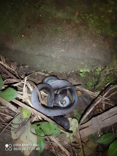 Southern White-lipped Python