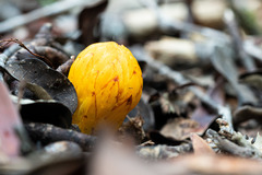 Hachettea austrocaledonica