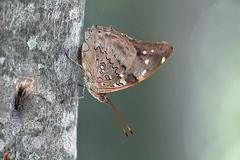 Historis acheronta
