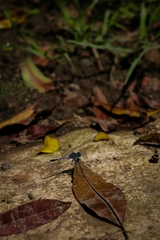 Diplacodes trivialis
