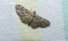 Chloroclystis mniochroa