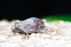 Hyperyboella orphania